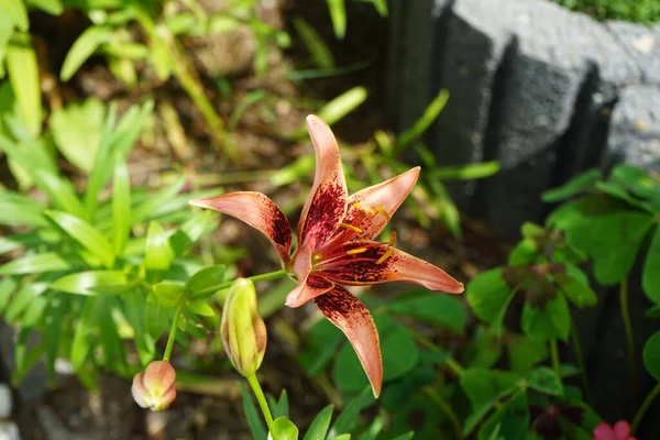 7月には庭にユリの愛称 タンゴオリナ が咲きます リリウム 真のユリは 球根から成長する草本の開花植物の属であり すべてが大きな顕著な花を咲かせます ドイツ ベルリン — ストック写真