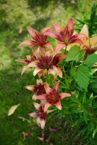 七月份 百合花在花园里盛开 百合花 真正的百合花 是一种草本植物 从球茎生长 都有巨大的突出的花 德国柏林 — 图库照片