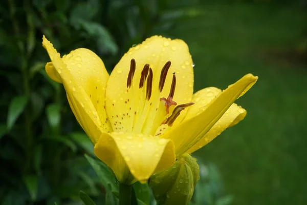 Lys Asiatique Nain Golden Pixie Grandes Fleurs Dorées Vibrantes Parsemées — Photo