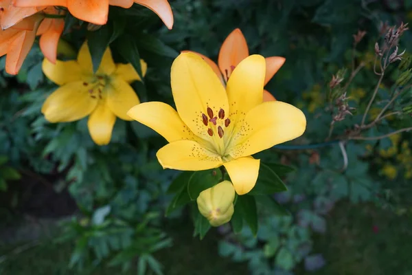 Lírios Laranjas Amarelos Lindos Florescem Jardim Julho Lilium Género Botânico — Fotografia de Stock