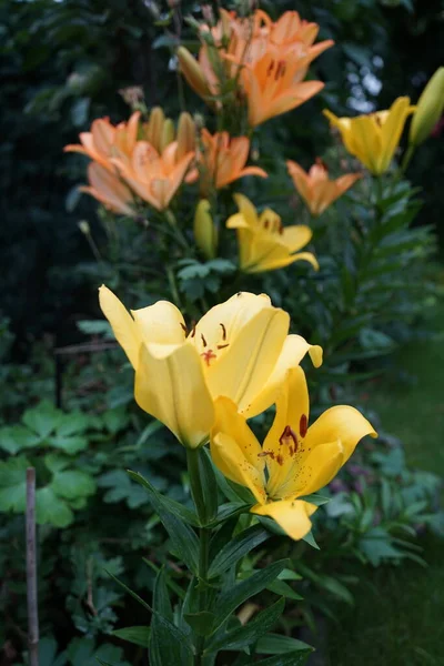 Juli Blühen Garten Wunderschöne Hellorange Und Gelbe Lilien Lilium Echte — Stockfoto