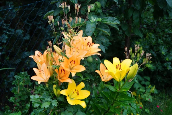 Gorgeous light orange and yellow lilies bloom in the garden in July. Lilium, true lilies, is a genus of herbaceous flowering plants growing from bulbs, all with large prominent flowers. Berlin, Germany