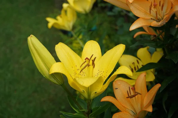 Underbara Ljust Orange Och Gula Liljor Blommar Trädgården Juli Lilium — Stockfoto