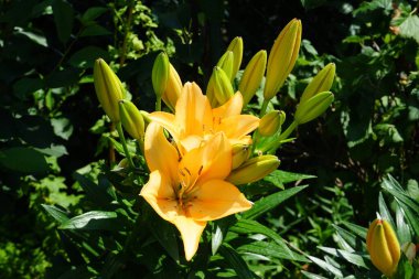 Temmuz ayında bahçede muhteşem açık turuncu zambaklar çiçek açar. Lilium, gerçek zambaklar, büyük, belirgin çiçekleri olan, ampullerden büyüyen bir bitki cinsidir. Berlin, Almanya  