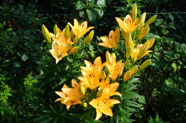 Temmuz ayında bahçede muhteşem açık turuncu zambaklar çiçek açar. Lilium, gerçek zambaklar, büyük, belirgin çiçekleri olan, ampullerden büyüyen bir bitki cinsidir. Berlin, Almanya 