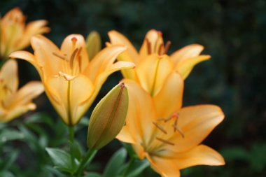 Temmuz ayında bahçede muhteşem açık turuncu zambaklar çiçek açar. Lilium, gerçek zambaklar, büyük, belirgin çiçekleri olan, ampullerden büyüyen bir bitki cinsidir. Berlin, Almanya 