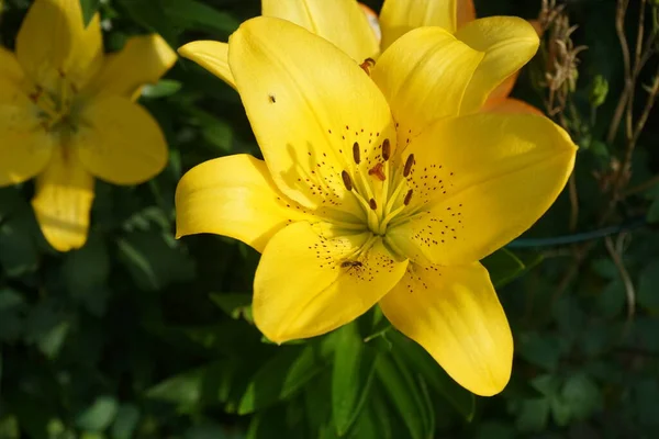 Die Asiatische Zwerglilie Golden Pixie Hat Große Leuchtend Goldene Blüten — Stockfoto