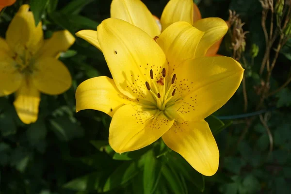 Die Asiatische Zwerglilie Golden Pixie Hat Große Leuchtend Goldene Blüten — Stockfoto