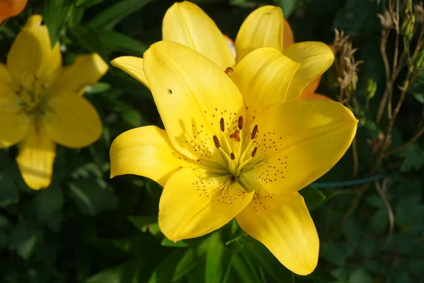 드워프 아시아 Dwarf Asiatic Lily 주근깨가 활기찬 황금빛 호화스럽고 녹색의 — 스톡 사진