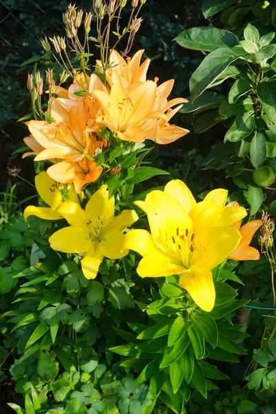 七月份的花园里 五彩缤纷的橘黄色百合花盛开 百合花 真正的百合花 是一种生长在球茎上的草本植物 都有大而突出的花朵 德国柏林 — 图库照片