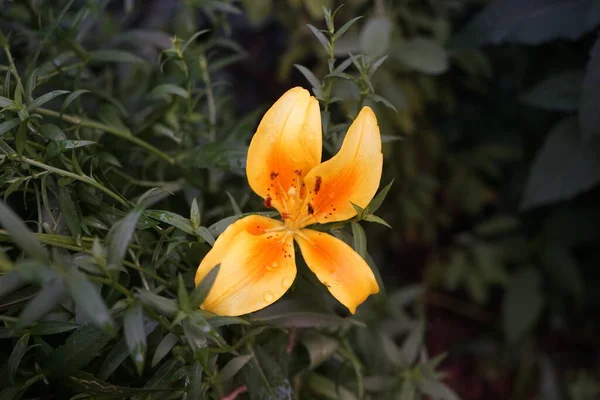 Asiatique Hybride Lilium Pollyanna Jaune Avec Des Fleurs Centre Orange — Photo