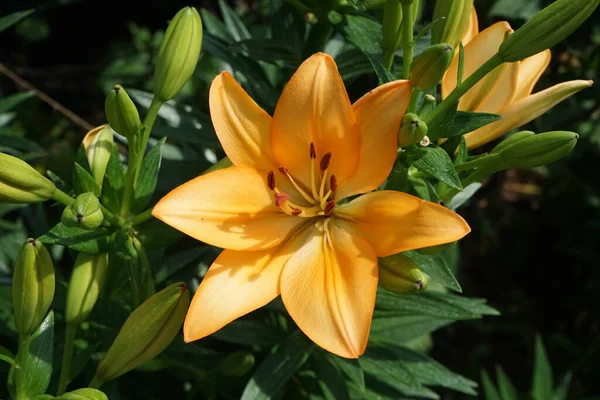 Lírios Laranjados Lindos Florescem Jardim Julho Lilium Género Botânico Pertencente — Fotografia de Stock