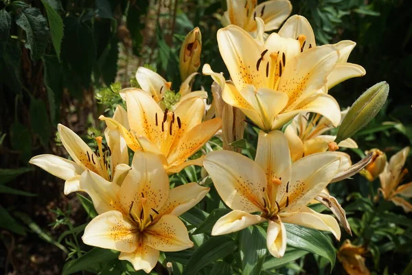 Magnifiques Lis Orange Clair Fleurissent Dans Jardin Juillet Lilium Vrai — Photo