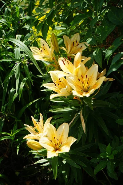 Lírios Laranjados Lindos Florescem Jardim Julho Lilium Género Botânico Pertencente — Fotografia de Stock