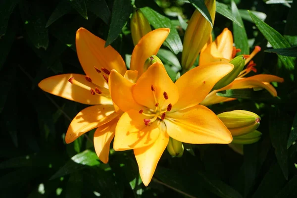 Hermosos Lirios Color Naranja Claro Florecen Jardín Julio Lilium Lirios — Foto de Stock