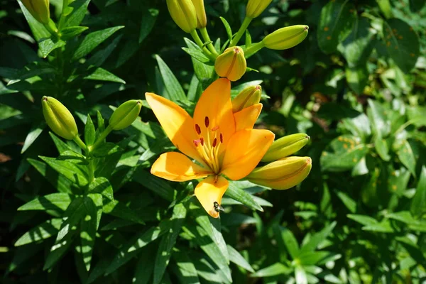 Splendidi Gigli Arancioni Leggeri Fioriscono Nel Giardino Luglio Lilium Vero — Foto Stock