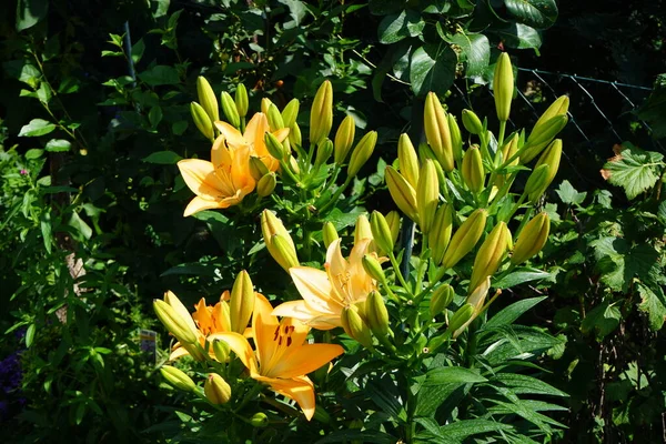 Magnifiques Lis Orange Clair Fleurissent Dans Jardin Juillet Lilium Vrai — Photo