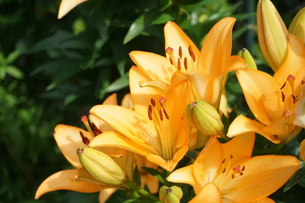 Underbara Ljust Orange Liljor Blommar Trädgården Juli Lilium Äkta Liljor — Stockfoto