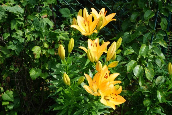 Splendidi Gigli Arancioni Leggeri Fioriscono Nel Giardino Luglio Lilium Vero — Foto Stock
