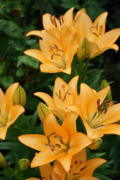 7月には庭に華やかなライトオレンジのユリが咲きます 真のユリは 球根から成長する草本の開花植物の属であり すべてが大きな目立つ花です ドイツ ベルリン — ストック写真