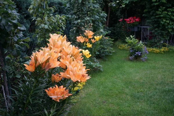 Gorgeous Light Orange Yellow Lilies Bloom Garden July Lilium True — Stock Photo, Image