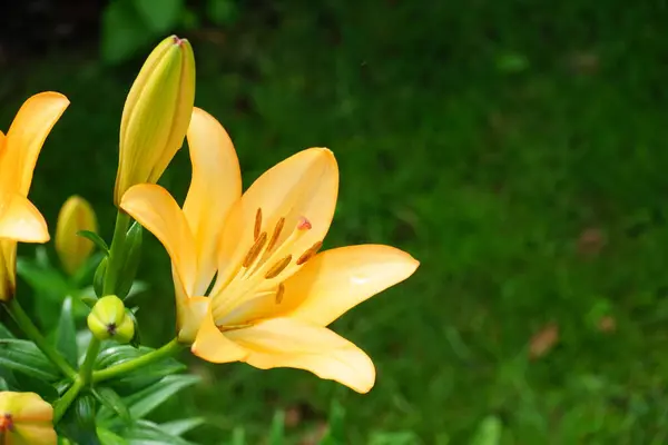 Juli Blühen Garten Herrlich Orangefarbene Lilien Lilium Echte Lilien Ist — Stockfoto