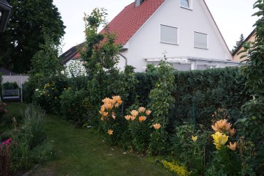 Temmuz ayında bahçede muhteşem açık turuncu ve sarı zambaklar çiçek açar. Lilium, gerçek zambaklar, büyük, belirgin çiçekleri olan, ampullerden büyüyen bir bitki cinsidir. Berlin, Almanya 