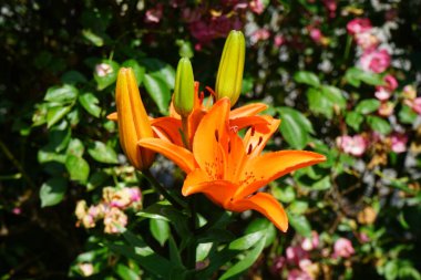 Muhteşem koyu turuncu zambaklar temmuzda bahçede çiçek açar. Lilium, gerçek zambaklar, büyük, belirgin çiçekleri olan, ampullerden büyüyen bir bitki cinsidir. Berlin, Almanya 