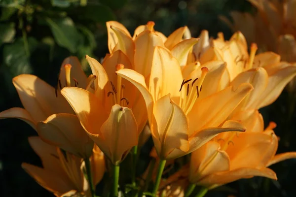 Juli Blühen Garten Herrlich Orangefarbene Lilien Lilium Echte Lilien Ist — Stockfoto