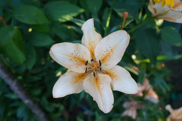 Magnifiques Lis Orange Clair Fleurissent Dans Jardin Juillet Lilium Vrai — Photo