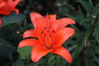 Muhteşem koyu turuncu zambaklar temmuzda bahçede çiçek açar. Lilium, gerçek zambaklar, büyük, belirgin çiçekleri olan, ampullerden büyüyen bir bitki cinsidir. Berlin, Almanya 