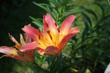 Düşük büyüyen zambak, Lilium x hibridum 'Lady Like' Bahçede çiçek açan büyüleyici pembe-turuncu çiçekler. Berlin, Almanya 