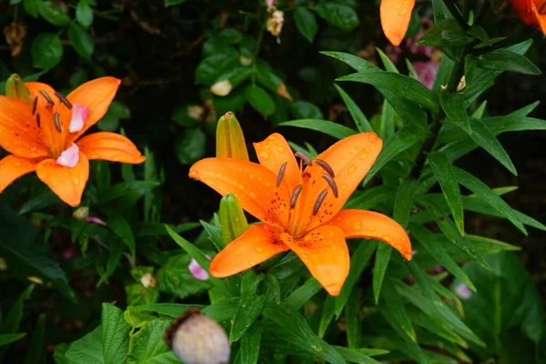 Underbara Mörka Orange Liljor Blommar Trädgården Juli Lilium Äkta Liljor — Stockfoto
