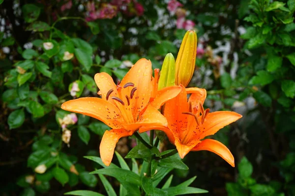 Lírios Laranjados Escuros Lindos Florescem Jardim Julho Lilium Género Botânico — Fotografia de Stock