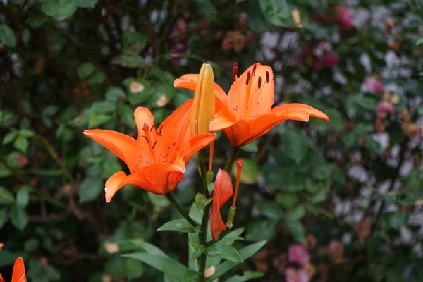 Hermosos Lirios Color Naranja Oscuro Florecen Jardín Julio Lilium Lirios — Foto de Stock
