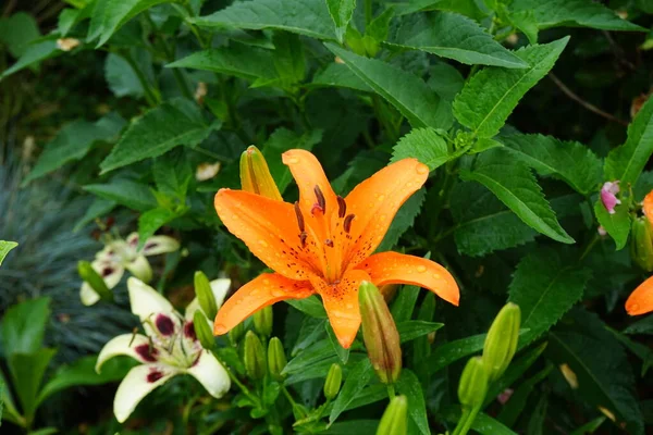 Underbara Mörka Orange Liljor Blommar Trädgården Juli Lilium Äkta Liljor — Stockfoto