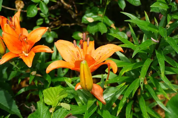 Muhteşem Koyu Turuncu Zambaklar Temmuzda Bahçede Çiçek Açar Lilium Gerçek — Stok fotoğraf