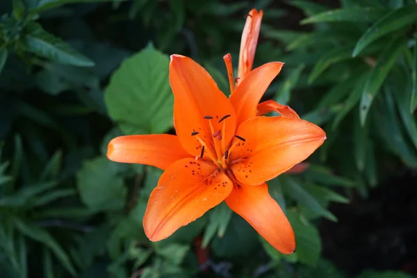 Splendidi Gigli Arancioni Scuri Fioriscono Nel Giardino Luglio Lilium Vero — Foto Stock