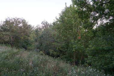 Temmuzda dinlenme alanındaki çayır çiçeklerinin çeşitliliği. Berlin, Almanya 