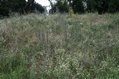 Temmuzda dinlenme alanındaki çayır çiçeklerinin çeşitliliği. Berlin, Almanya 