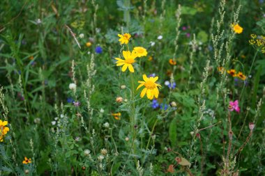 Temmuzda dinlenme alanındaki çayır çiçeklerinin çeşitliliği. Berlin, Almanya 