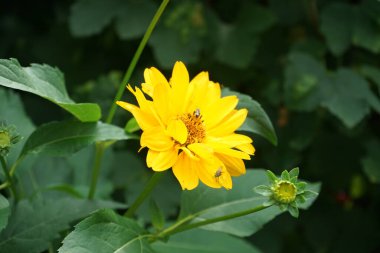 Temmuz ayında bahçede Heliopsis çiçeklerindeki böcekler. Heliopsis, ayçiçeği familyasından bir bitki cinsidir. Berlin, Almanya 