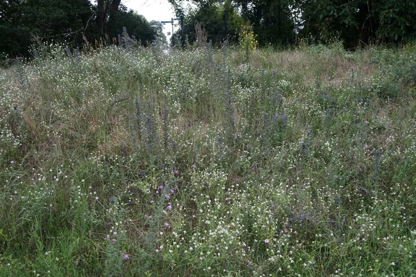 Temmuzda dinlenme alanındaki çayır çiçeklerinin çeşitliliği. Berlin, Almanya 