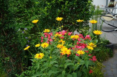 Heliopsis Temmuz 'da bahçede. Çapı 8 cm 'ye varan sarı çiçekler. Heliopsis, ayçiçeği familyasından bir bitki cinsidir. Berlin, Almanya