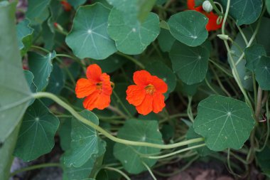 Tropaeolum majus (