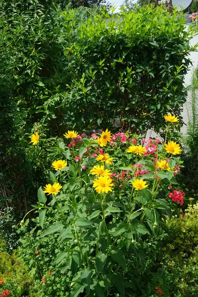 Heliopsis Ogrodzie Lipcu Żółte Kwiaty Średnicy Heliopsis Rodzaj Roślin Zielnych — Zdjęcie stockowe