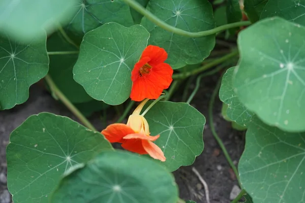 Tropaeolum Majus Nasturtium Nasturtium Indian Cress Або Monks Cress Вид — стокове фото