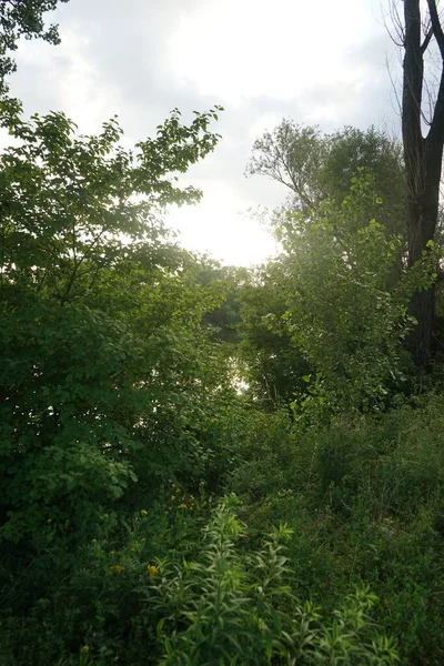 Nádherná Krajina Jezerem Wuhlesee Při Západu Slunce Červenci Marzahn Hellersdorf — Stock fotografie