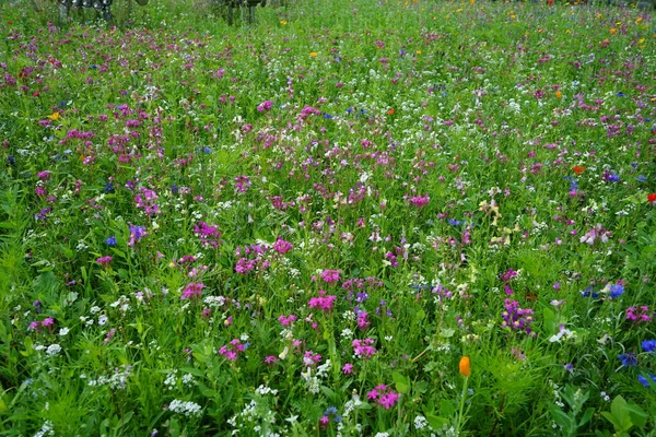 Berlinliler 'in dinlenme alanındaki çayır çiçekleriyle muhteşem bir çiçek açıyor. Berlin, Almanya 