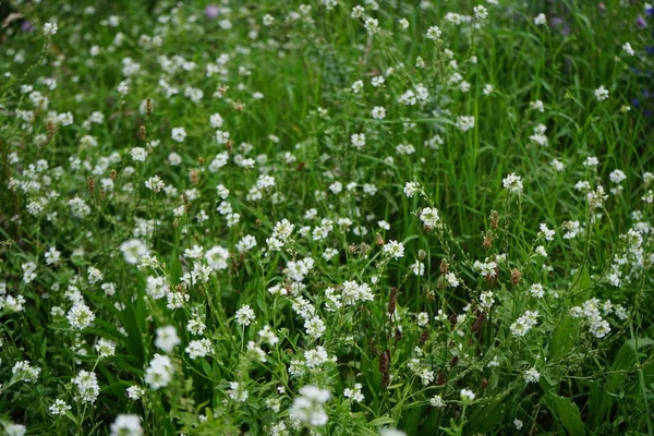 Berteroa Incanaは マスタード科ブラッシカ科の開花植物の種です 通称は ホーリー アリスム 英語版 Hoary Alyssum フォルス — ストック写真